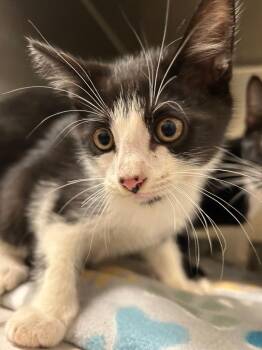 2026-09-019 -  Domestic Short Hair Cat for Adoption in Winder, Georgia - 2026-09-019 | PetCurious