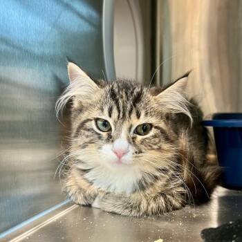 Eagle 2 -  Domestic Medium Hair Cat for Adoption in Cumming, Georgia - Eagle 2 | PetCurious