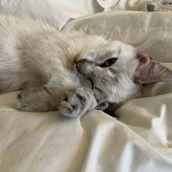 Latte -  Siamese and Domestic Short Hair Cat for Adoption in Sunnyvale, California - Latte | PetCurious
