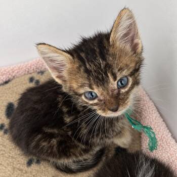 Urban Legend 29 -  Domestic Short Hair Cat for Adoption in Austin, Texas - Urban Legend 29 | PetCurious