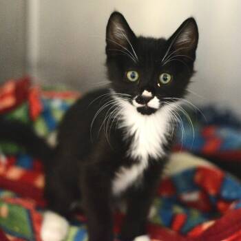 Dice -  Domestic Short Hair Cat for Adoption in Idaho Falls, Idaho - Dice | PetCurious