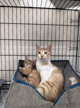 Coco Mom and Tonight Dough -  Domestic Short Hair Cat for Adoption in Waltham, Massachusetts - Coco Mom And Tonight Dough | PetCurious