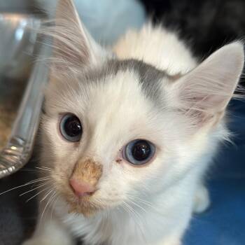 Football -  Domestic Medium Hair Cat for Adoption in Matteson, Illinois - Football | PetCurious