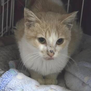 Jonesy -  Domestic Short Hair Cat for Adoption in Sioux Falls, South Dakota - Jonesy | PetCurious