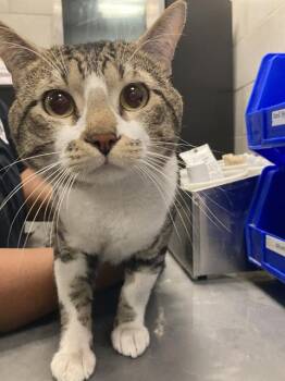 KAI -  Domestic Short Hair Cat for Adoption in Dallas, Texas - KAI | PetCurious