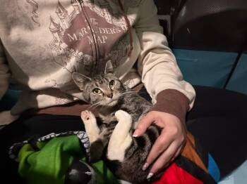 Domestic Short Hair Cats Available for Adoption in Cleveland, Ohio - Paisley | PetCurious