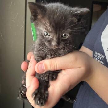 Domestic Short Hair Cats Available for Adoption in Detroit Lakes, Minnesota - Dorian | PetCurious