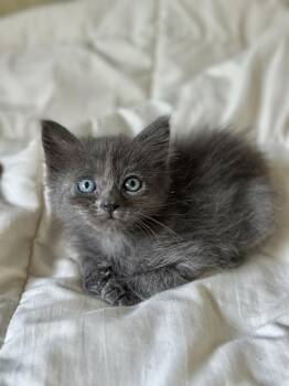 Nebelung Cats Available for Adoption in Port Orange, Florida - LaLa (Nebelung) Baby Long Fur (see Video) | PetCurious