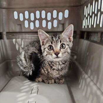 Lemony Snicket -  Domestic Short Hair Cat for Adoption in Livingston, Texas - Lemony Snicket | PetCurious