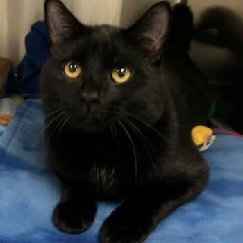 Domestic Short Hair Cats Available for Adoption - Siberia | PetCurious