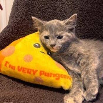 Blue -  Domestic Medium Hair Cat for Adoption in Belleville, Illinois - Blue | PetCurious