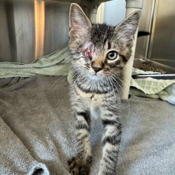 Rocket -  Domestic Short Hair Cat for Adoption in Council Bluffs, Iowa - Rocket | PetCurious