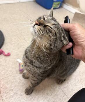 E.j. -  Domestic Short Hair Cat for Adoption in Walled Lake, Michigan - E.j. | PetCurious