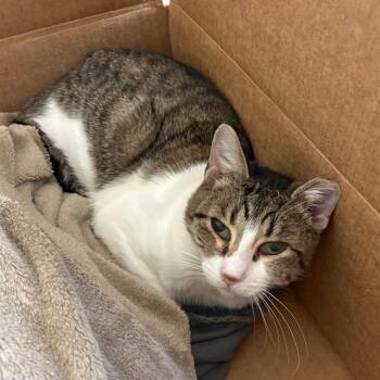 Domestic Short Hair Cats Available for Adoption - Pea Pod | PetCurious