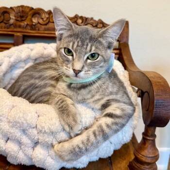 Smeagle Shah -  Tabby and Domestic Short Hair Cat for Adoption in Friendswood, Texas - Smeagle Shah | PetCurious