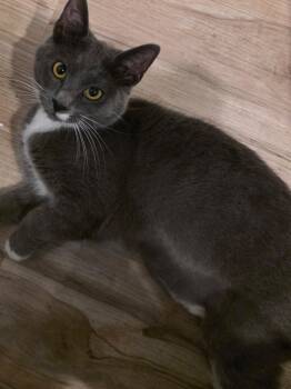 Tuxedo Cats Available for Adoption - Roxie ( MC) | PetCurious