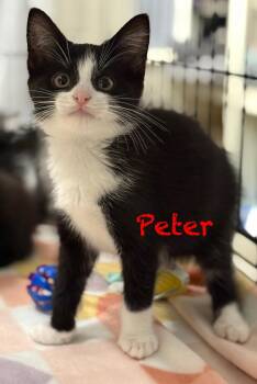 Domestic Short Hair Cats Available for Adoption in Pawleys Island, South Carolina - Peter | PetCurious