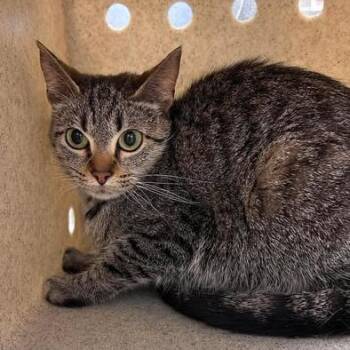 Mitzi 26-08-024 -  Domestic Short Hair Cat for Adoption in Bastrop, Texas - Mitzi 26-08-024 | PetCurious