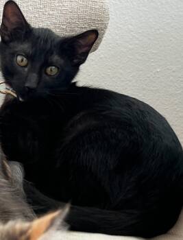 Onyx 4 -  Domestic Short Hair Cat for Adoption in Riverside, California - Onyx 4 | PetCurious