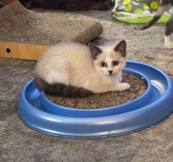 Ma Po Tofu -  Domestic Short Hair Cat for Adoption in Fort Lupton, Colorado - Ma Po Tofu | PetCurious