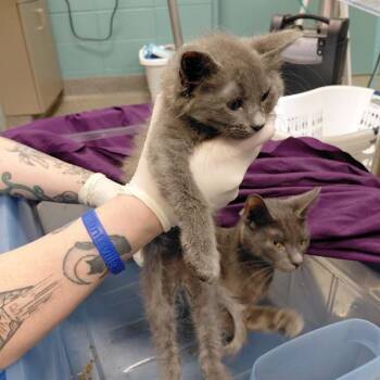 NAPA -  Domestic Short Hair Cat for Adoption - NAPA | PetCurious