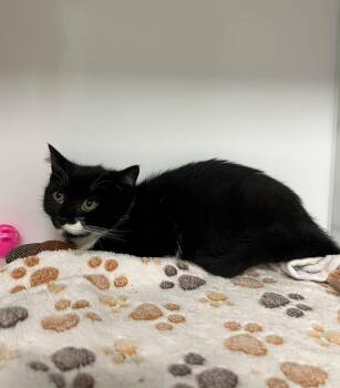 Cléa -  Domestic Short Hair Cat for Adoption in Delson, Quebec - Cléa | PetCurious