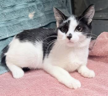 Curl -  Domestic Short Hair Cat for Adoption in Elizabethtown, North Carolina - Curl | PetCurious