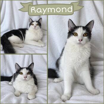 Raymond -  Domestic Medium Hair Cat for Adoption in Oakley, California - Raymond | PetCurious