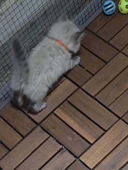 orange collar -  Bengal Cat for Sale in La Vergne, Tennessee - Orange Collar | PetCurious