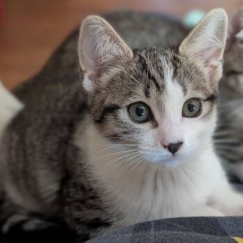 Spring -  Domestic Short Hair Cat for Adoption in Irvine, California - Spring | PetCurious