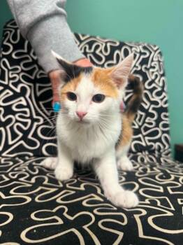 Marissa -  Domestic Short Hair Cat for Adoption in Marion, Ohio - Marissa | PetCurious