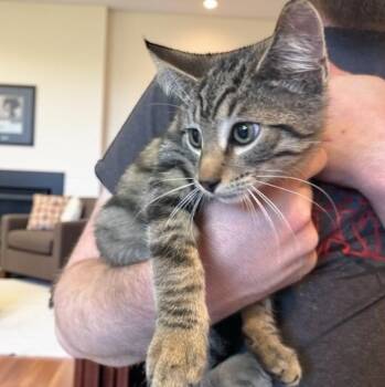 Rescue Domestic Short Hair Cats for Adoption in Elyria, Ohio - Derby | PetCurious
