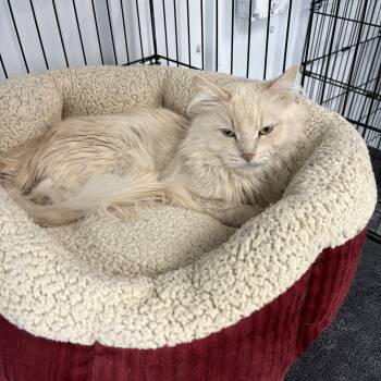 Mighty Mac -  Domestic Long Hair Cat for Adoption in Big Rapids, Michigan - Mighty Mac | PetCurious