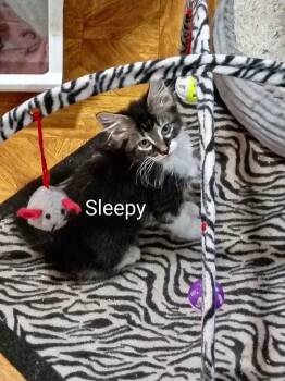 Sleepy -  Domestic Short Hair Cat for Adoption in Liberty, New York - Sleepy | PetCurious