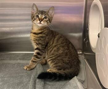 Domestic Short Hair Cats Available for Adoption in Conroe, Texas - WHISKERS | PetCurious