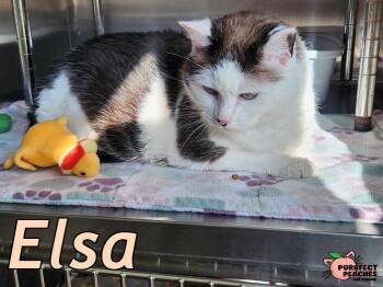 Siamese and Domestic Short Hair Cats Available for Adoption in Douglasville, Georgia - Elsa | PetCurious