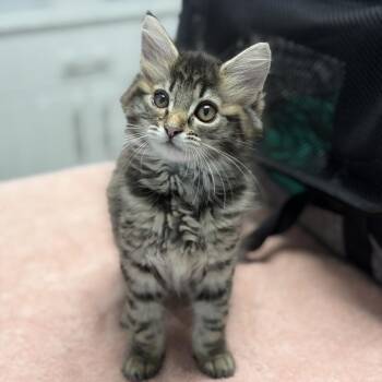 Hehe -  Domestic Medium Hair Cat for Adoption in Riverside, California - Hehe | PetCurious