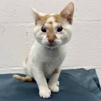 Chance -  Domestic Short Hair Cat for Adoption in Brentwood, Missouri - Chance | PetCurious