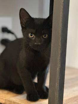 Raven -  Domestic Short Hair Cat for Adoption in Cumming, Georgia - Raven | PetCurious