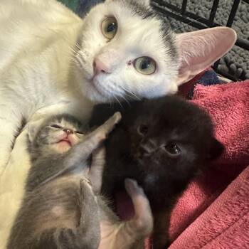 Honeycrisp -  Domestic Short Hair Cat for Adoption in Grand Rapids, Minnesota - Honeycrisp | PetCurious