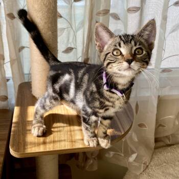 Rescue Domestic Short Hair Cats for Adoption in Los Angeles, California - Baby | PetCurious