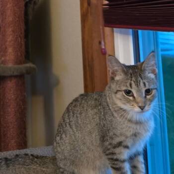 Willamette -  Domestic Short Hair Cat for Adoption in Mondovi, Wisconsin - Willamette | PetCurious