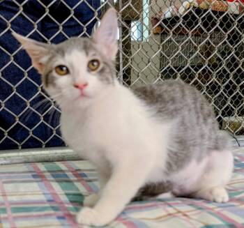 Ganache -  Domestic Short Hair Cat for Adoption in Youngtown, Arizona - Ganache | PetCurious