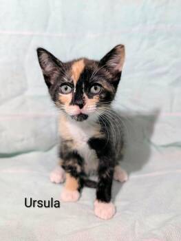 Ursula -  Domestic Short Hair Cat Available for Adoption in Emerald Isle, North Carolina - Ursula | PetCurious