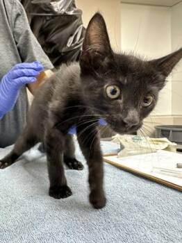 Hyssop -  Domestic Short Hair Cat for Adoption in Sacramento, California - Hyssop | PetCurious