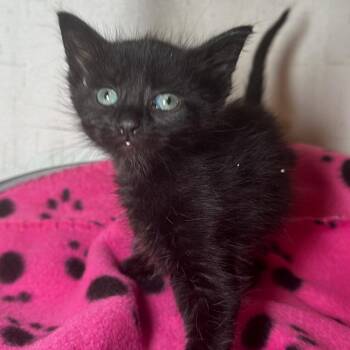 Ashes -  Domestic Short Hair Cat for Adoption in San Antonio, Texas - Ashes | PetCurious