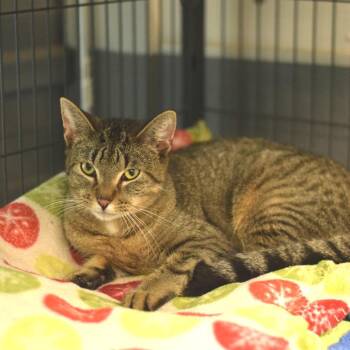 Gertrude -  Domestic Short Hair Cat for Adoption in Belleville, Illinois - Gertrude | PetCurious