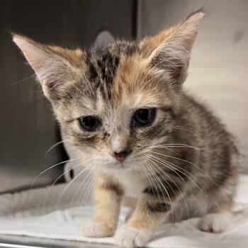 Honey Bee -  Domestic Short Hair Cat for Adoption in Nashville, Tennessee - Honey Bee | PetCurious