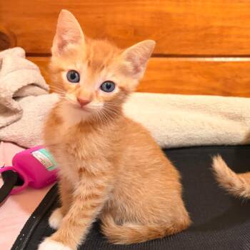 Domestic Short Hair Cats Available for Adoption in San Antonio, Texas - Foxy | PetCurious