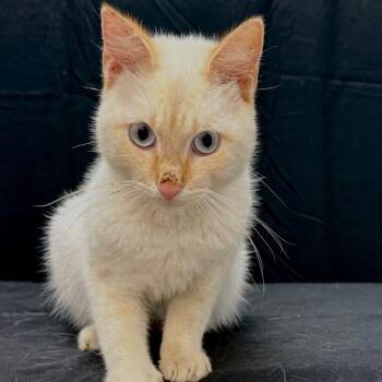 Fiyero -  Domestic Short Hair Cat for Adoption in Austin, Texas - Fiyero | PetCurious